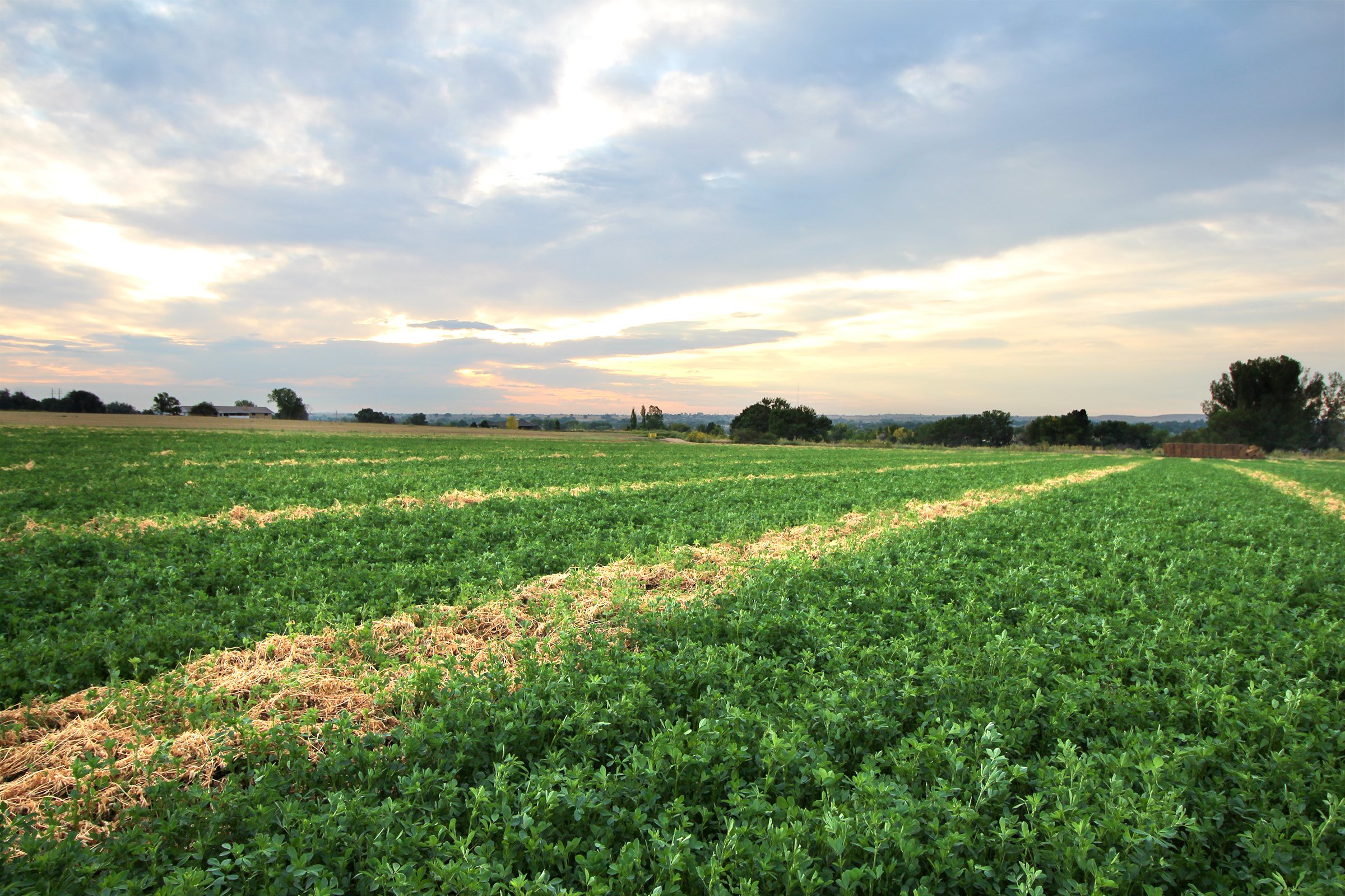 Property photo 5 - LAND & WATER RIGHTS AUCTION - 33+/- ACRES & 67 WATER UNITS/SHARES IN 26 TRACTS IN BOULDER COUNTY, CO